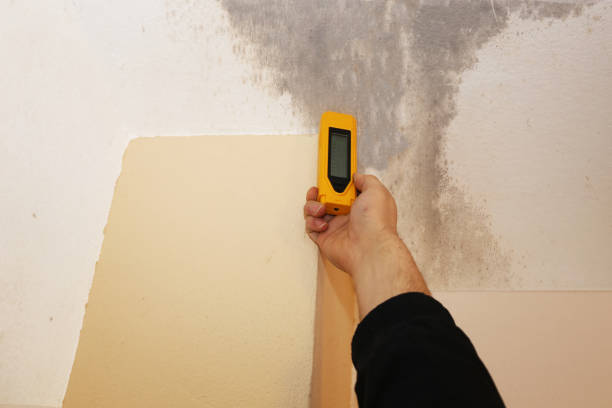 Best Mold Odor Removal Services  in Monson Center, MA