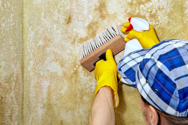 Mold Odor Removal Services in Monson Center, MA