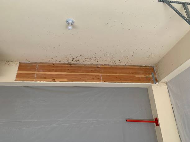 Best Mold Documentation for Insurance Claims  in Monson Center, MA