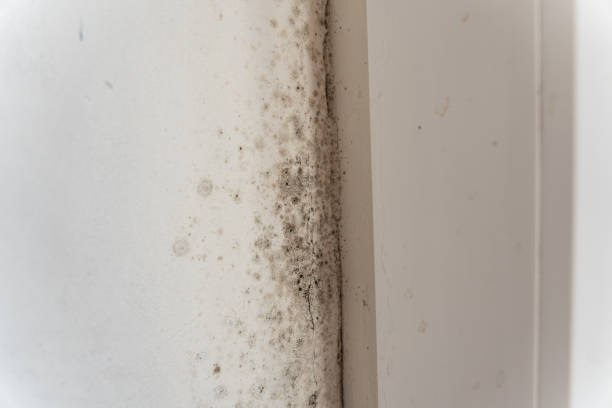 Best Post-Construction Mold Inspection  in Monson Center, MA